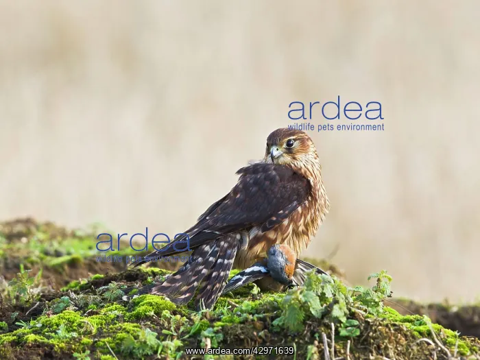 : Merlin - young male with Chaffinch : Merlin - young male with Chaffinch