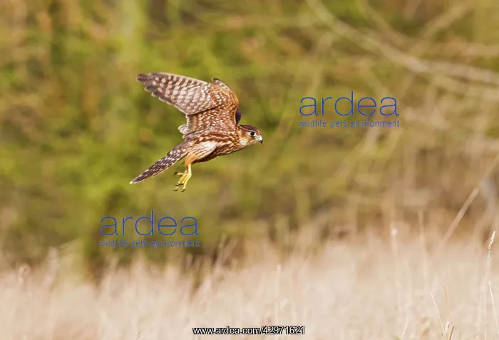: Merlin - young male in flight : Merlin - young male in flight