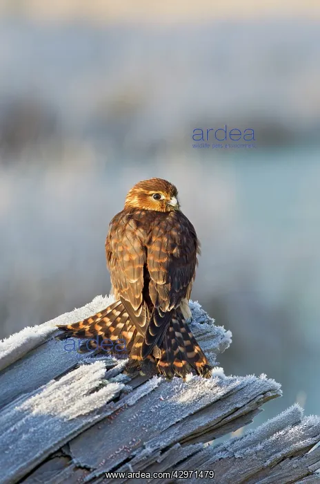 : Merlin - young male on frosty log : Merlin - young male on frosty log
