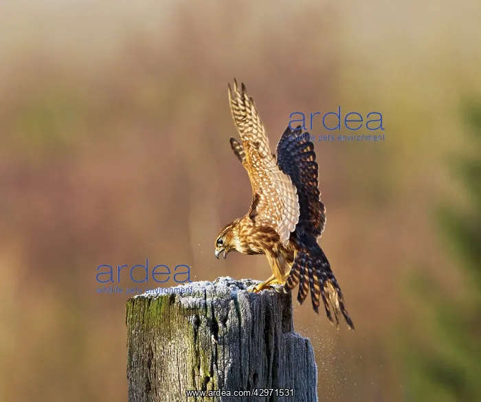 : Merlin - young male landing on frosty post : Merlin - young male landing on frosty post
