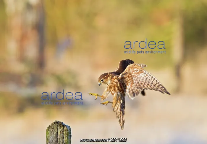 : Merlin - young male landing on post : Merlin - young male landing on post