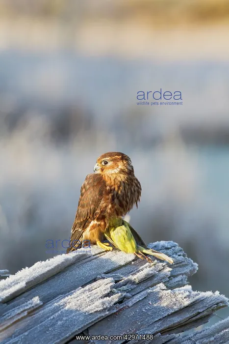 : Merlin - young male with Yellowhammer on frosty log : Merlin - young male with Yellowhammer on frosty log