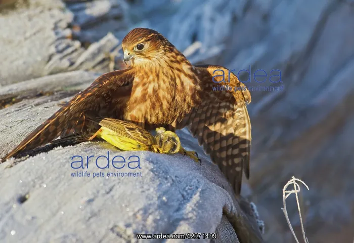 : Merlin - young male with Yellowhammer on frosty log : Merlin - young male with Yellowhammer on frosty log