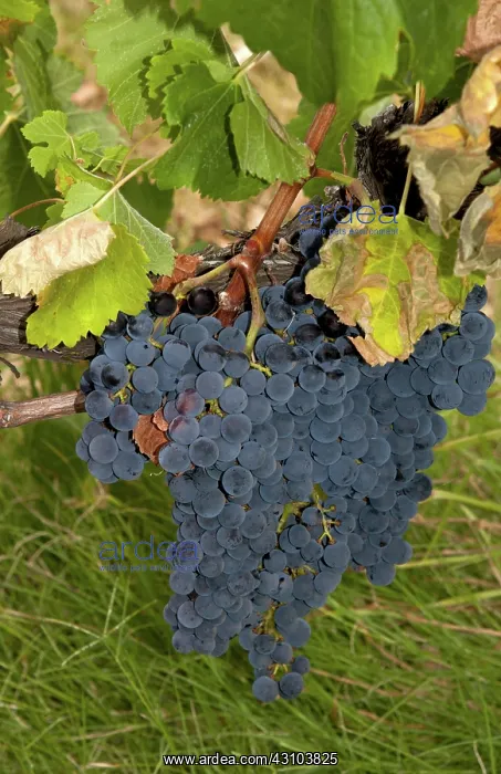 : Merlot Grapes : Merlot Grapes