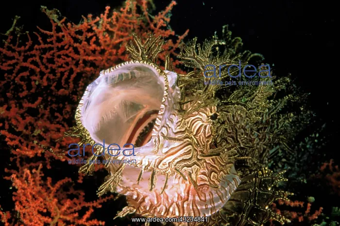  : Merlot's scorpionfish, or rhinopias