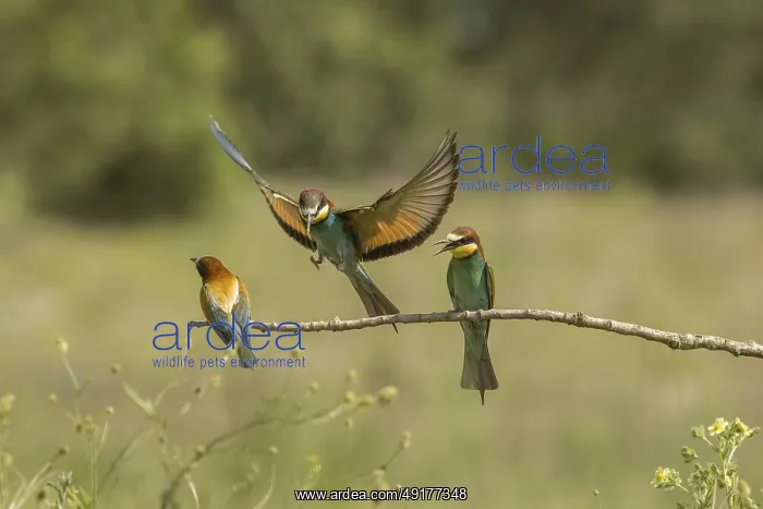 : Merops apiaster, bee eater, Italy : Merops apiaster, bee eater, Italy