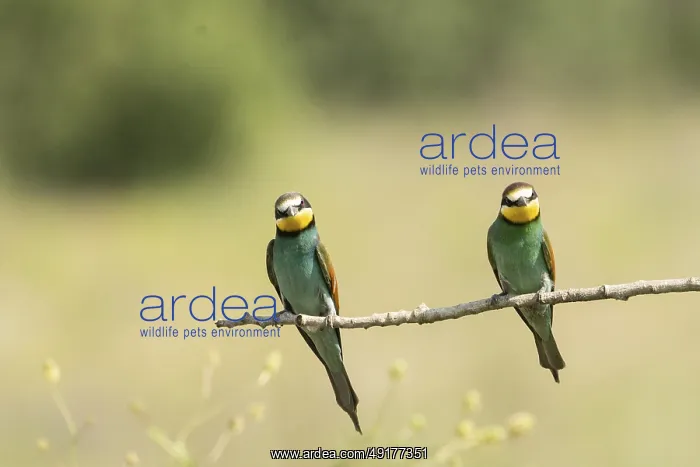 : Merops apiaster, bee eater, Italy : Merops apiaster, bee eater, Italy