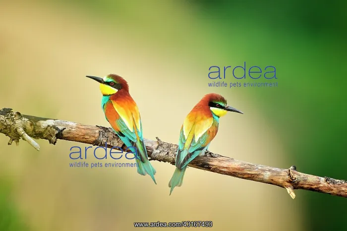 : Merops apiaster Merops : Merops apiaster Merops