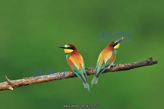 : Merops apiaster Merops : Merops apiaster Merops
