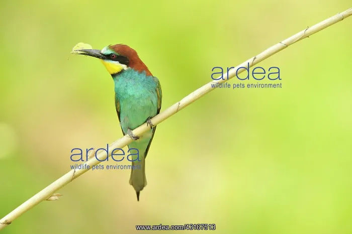 : Merops apiaster Merops : Merops apiaster Merops
