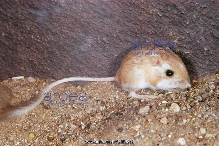 : Merriam's Kangaroo Rat : Merriam's Kangaroo Rat