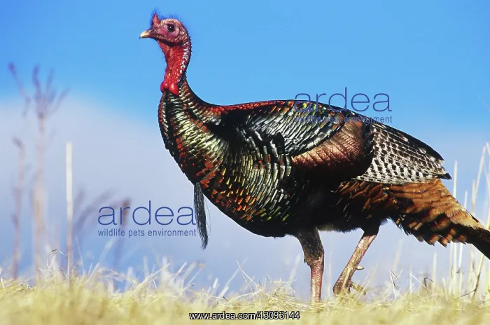 : Merriam's Turkey : Merriam's Turkey