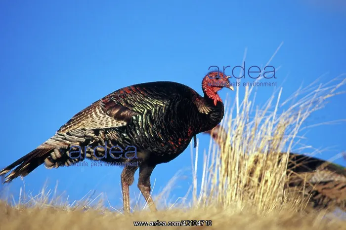 : Merriam's Turkey : Merriam's Turkey