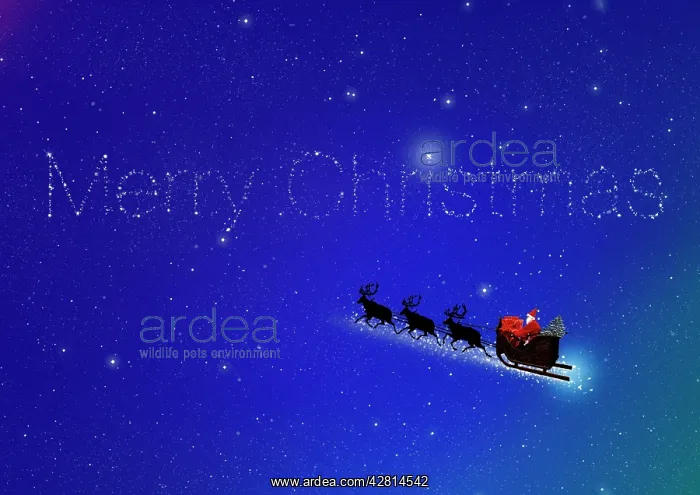 : Merry Christmas : Merry Christmas