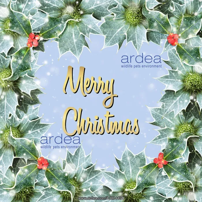 : Merry Christmas surround by holly berries and falling snow : Merry Christmas surround by holly berries and falling snow