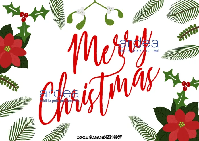 : Merry Christmas with winter foliage, poinsettia : Merry Christmas with winter foliage, poinsettia