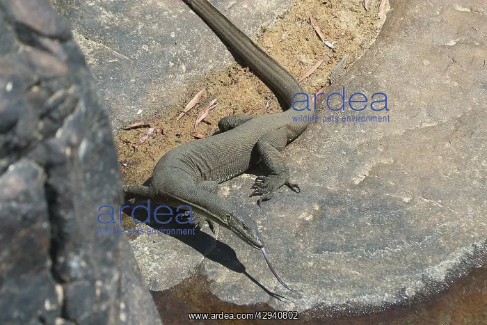 : MertenIs Water Monitor Lizard : MertenIs Water Monitor Lizard