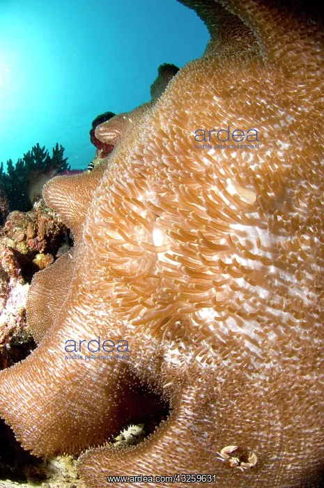 : Merten's Anemone with Porcelain Crab (Neopetrolisthes : Merten's Anemone with Porcelain Crab (Neopetrolisthes