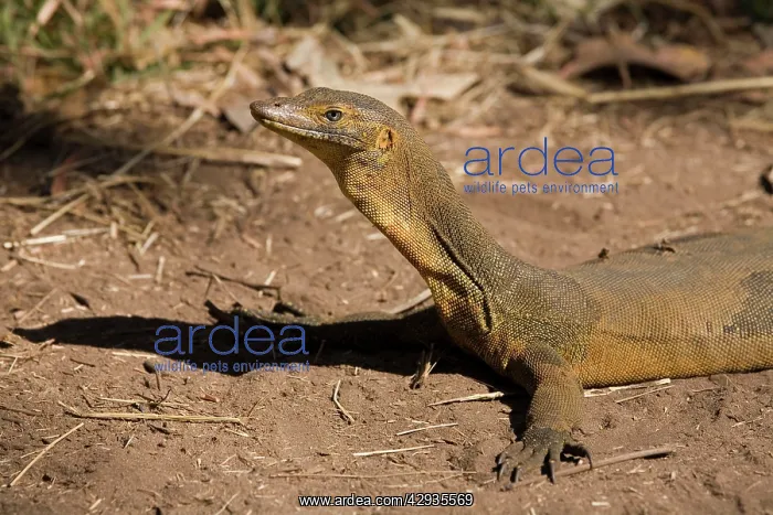 : Merten's Water Monitor : Merten's Water Monitor
