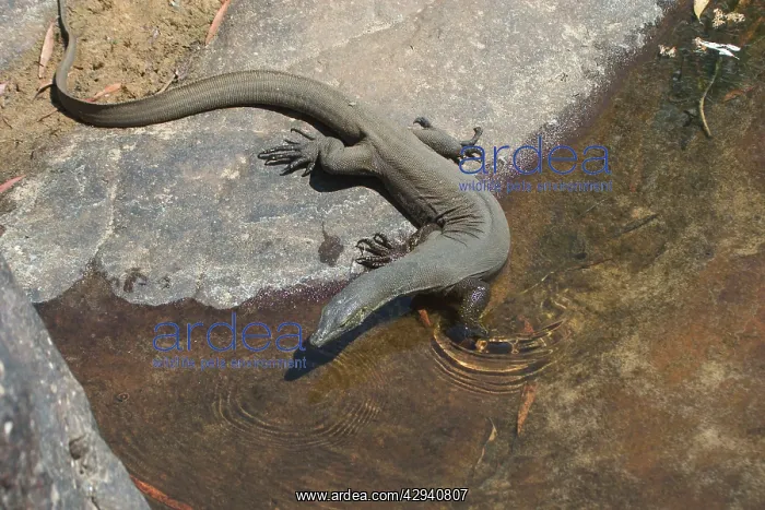  : Mertens Water Monitor