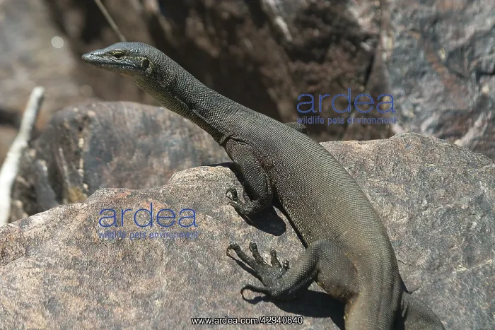 : Mertens Water Monitor : Mertens Water Monitor