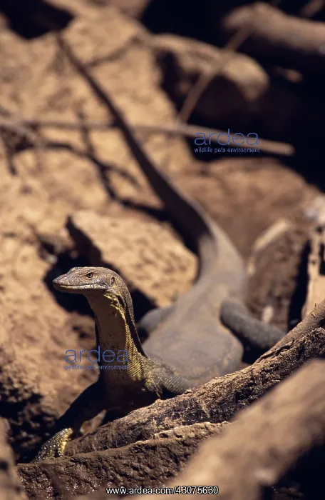 : Merten's Water Monitor : Merten's Water Monitor