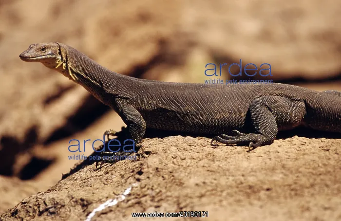 : Merten's Water Monitor : Merten's Water Monitor