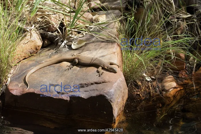 : Merten's Water Monitor - Basking on a rock : Merten's Water Monitor - Basking on a rock