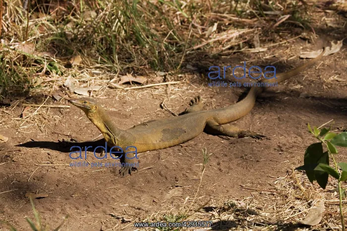 : Merten's Water Monitor - sunning itself : Merten's Water Monitor - sunning itself