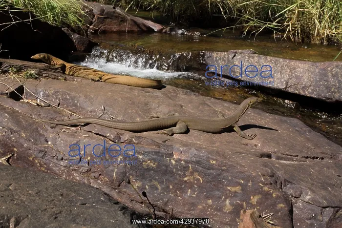 : Merten's Water Monitors in stream habitat : Merten's Water Monitors in stream habitat