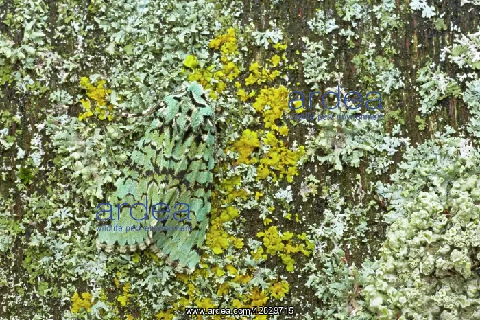 : Merveille du Jour Moth : Merveille du Jour Moth