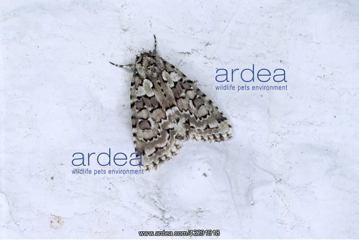  : Merveille Du Jour Moth