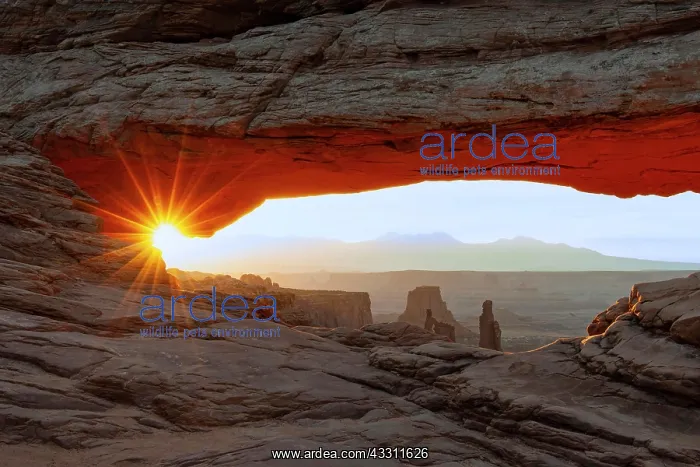 : Mesa Arch at sunrise, Canyonlands National Park : Mesa Arch at sunrise, Canyonlands National Park