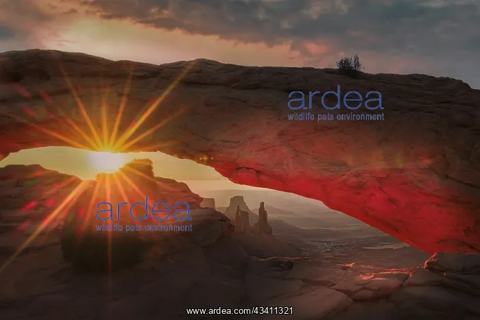 : Mesa Arch. Utah, USA : Mesa Arch. Utah, USA