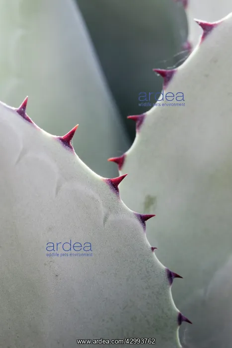  : Mescal Agave