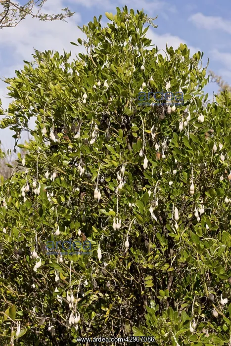 : Mescal Bean / Texas Mountain Laurel - in fruit : Mescal Bean / Texas Mountain Laurel - in fruit