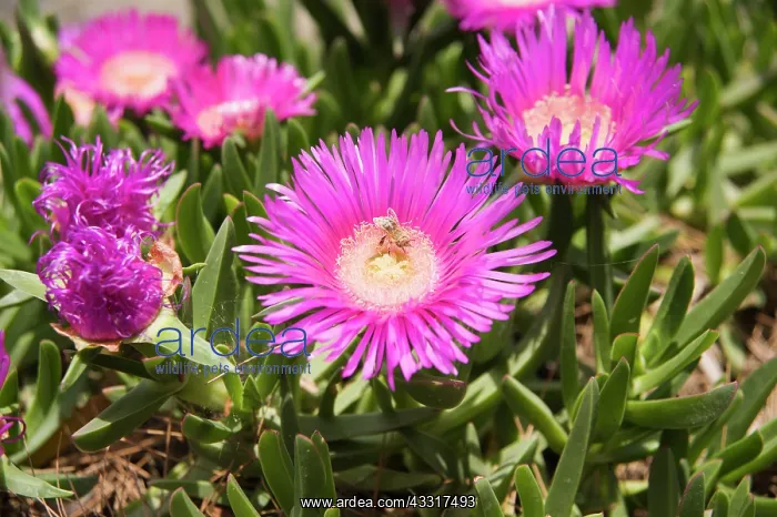 : Mesembryanthemum, Dorotheanthus bellidiformis, Daisy : Mesembryanthemum, Dorotheanthus bellidiformis, Daisy