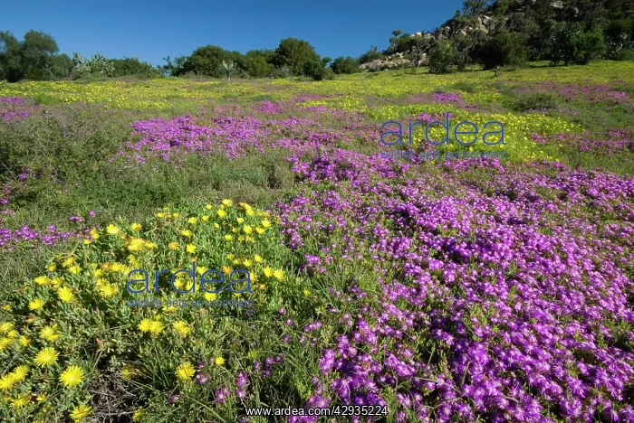 : Mesembs - various species flowering after good rains : Mesembs - various species flowering after good rains