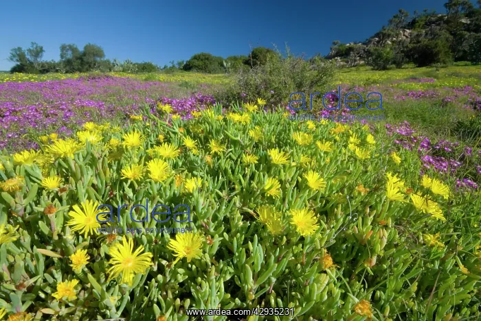 : Mesembs - various species flowering after good rains : Mesembs - various species flowering after good rains