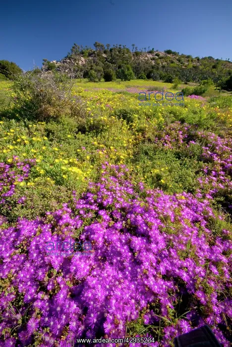 : Mesembs - various species flowering after good rains : Mesembs - various species flowering after good rains