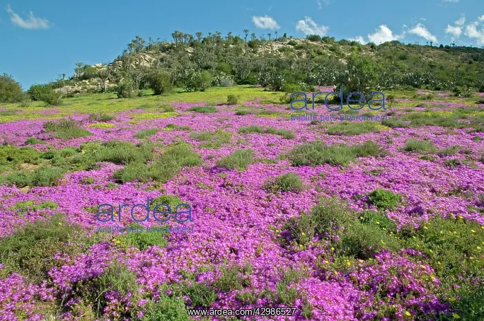 : Mesembs / Vygies in flower after spring rains : Mesembs / Vygies in flower after spring rains