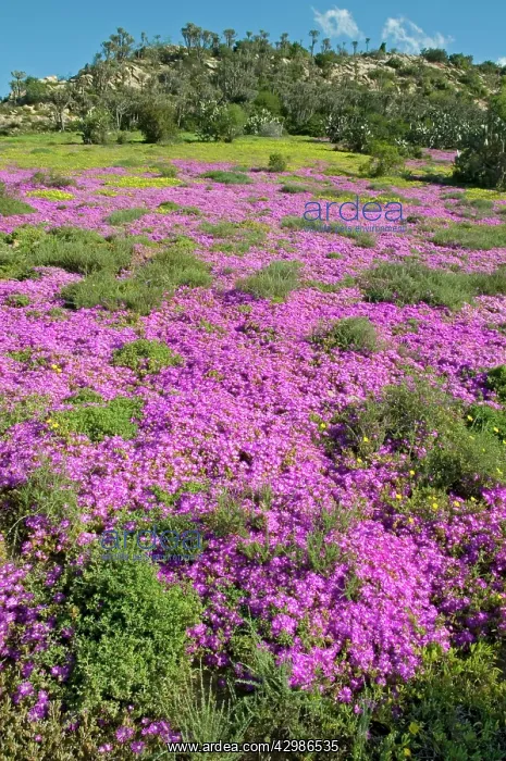 : Mesembs / Vygies in flower after spring rains : Mesembs / Vygies in flower after spring rains