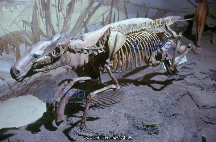 : Mesohippus : Mesohippus