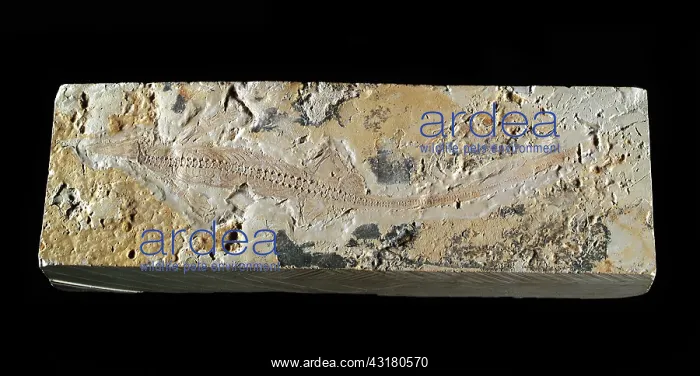 : Mesosaurus Fossil : Mesosaurus Fossil