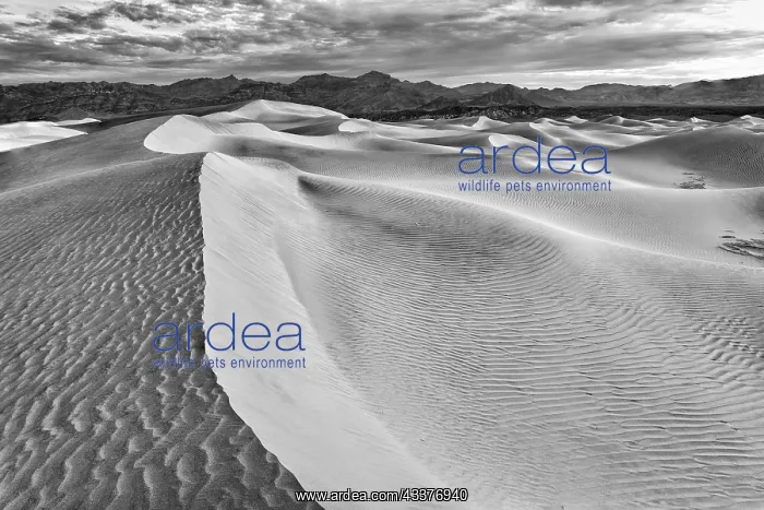 : Mesquite Dunes, Death Valley National Park, California : Mesquite Dunes, Death Valley National Park, California