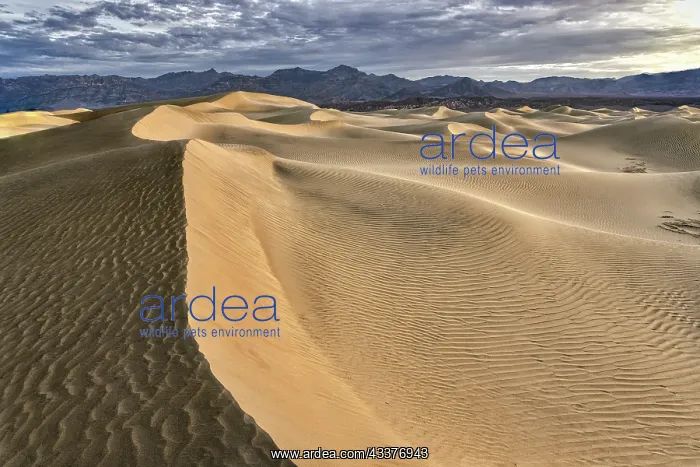 : Mesquite Dunes, Death Valley National Park, California : Mesquite Dunes, Death Valley National Park, California