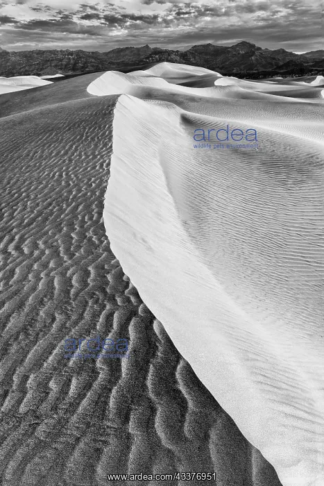 : Mesquite Dunes, Death Valley National Park, California : Mesquite Dunes, Death Valley National Park, California