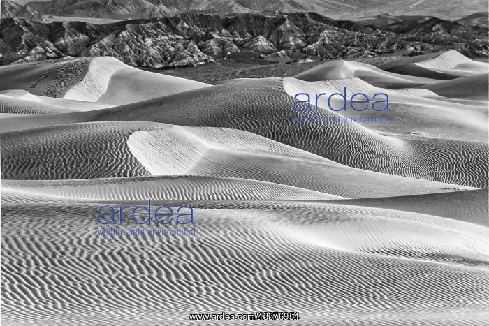 : Mesquite Dunes, Death Valley National Park, California : Mesquite Dunes, Death Valley National Park, California