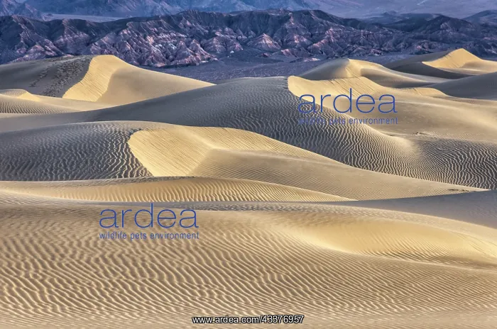 : Mesquite Dunes, Death Valley National Park, California : Mesquite Dunes, Death Valley National Park, California