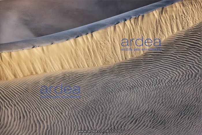 : Mesquite Dunes, Death Valley National Park, California : Mesquite Dunes, Death Valley National Park, California